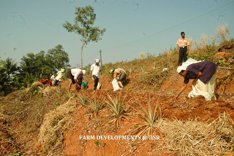 Mechanised harvesting 6.jpg